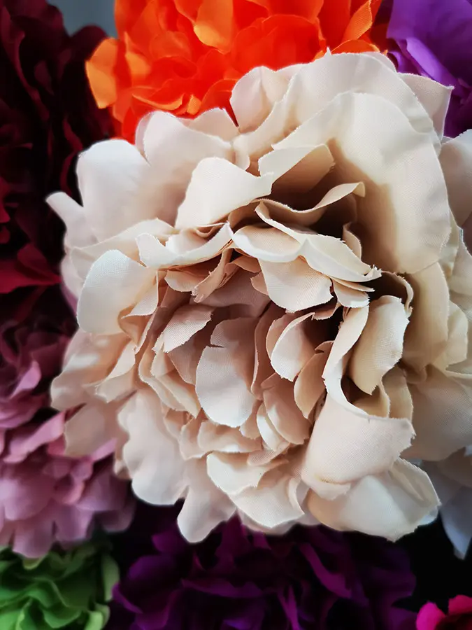 Peonia mediana 01